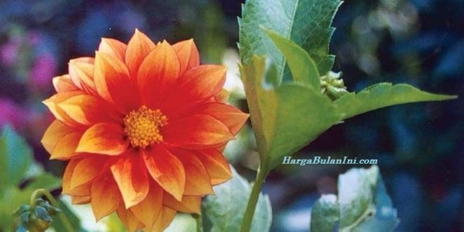 Harga Bunga Dahlia Unwins Terbaru