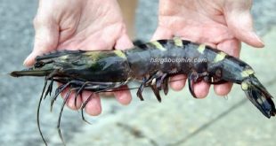 Harga Udang Windu Saat Ini, Price List Per Pekan atau Bulan
