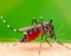 Cara Pencegahan Demam Berdarah Dengue (DBD)
