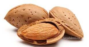Harga Kacang Almond Terbaru