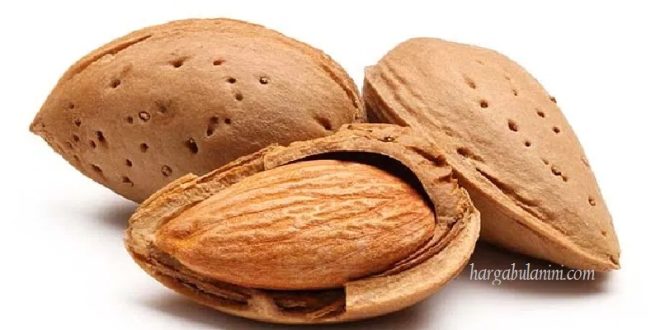 Harga Kacang Almond Terbaru