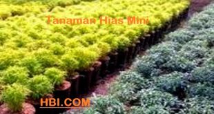 List Harga Tanaman Hias Mini