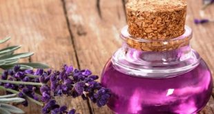 Harga Minyak Lavender Oil Terkini