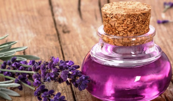 Harga Minyak Lavender Oil Terkini
