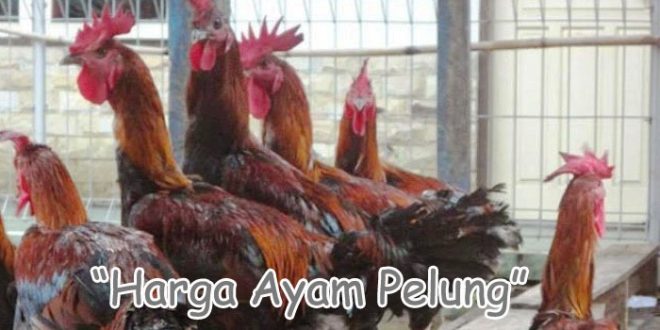 Macam Harga Ayam Pelung Terkini