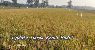 List Harga Benih Padi Terkini