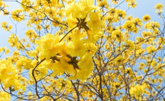 Beragam Manfaat Pohon Tabebuya yang Mungkin Belum Anda Ketahui