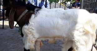 Harga Kambing Etawa Jantan dan Betina
