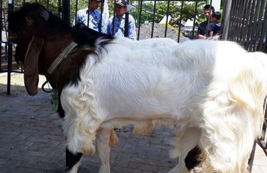 Harga Kambing Etawa Jantan dan Betina