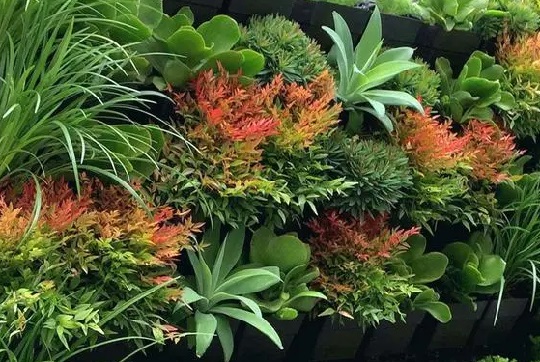 Taman Vertikal dengan Tanaman Rambat