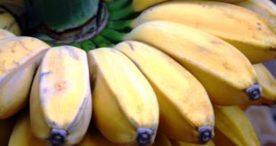 Update Harga Pisang Kepok Terbaru