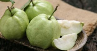 Harga Jambu Kristal Terbaru