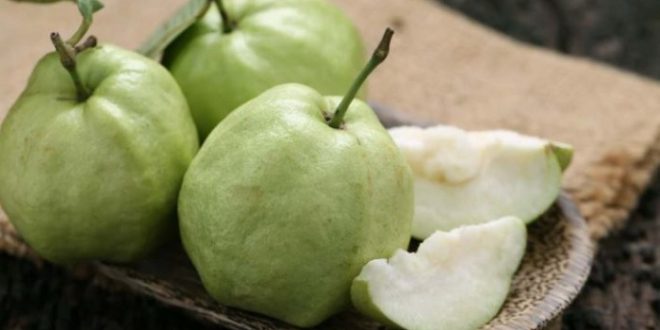 Harga Jambu Kristal Terbaru