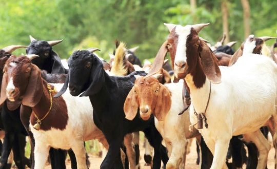 Harga Kambing Qurban per Ekor Hewan Kurban Terbaru