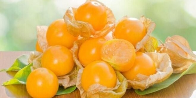 Harga Buah Ciplukan Terbaru