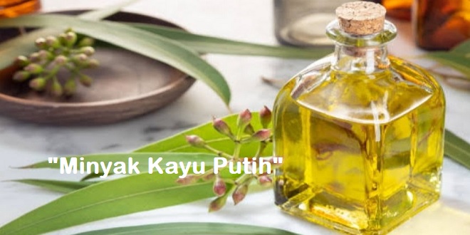 Harga Minyak Kayu Putih Saat Ini