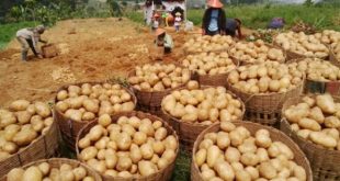 Harga Terbaru Kentang Dieng