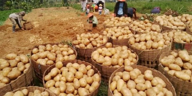 Harga Terbaru Kentang Dieng