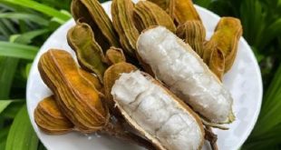 Harga Buah Salju Khas Bedugul, Bali