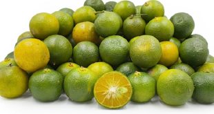 Harga Jeruk Kasturi Per Kg Terbaru