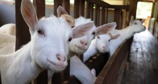 Tips Ternak Kambing untuk Pemula agar Cepat Untung dan Minim Risiko