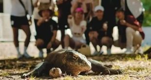 Apa Saja yang Perlu Disiapkan Sebelum Ikut Komodo Boat Tour