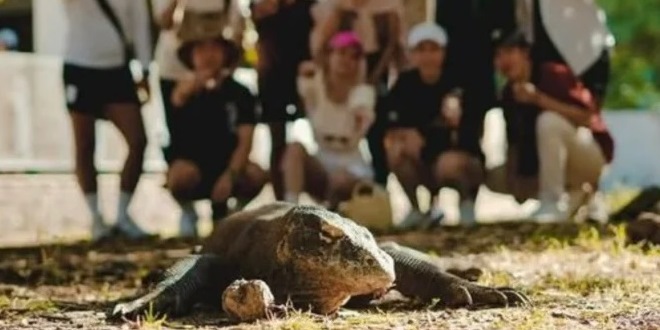 Apa Saja yang Perlu Disiapkan Sebelum Ikut Komodo Boat Tour